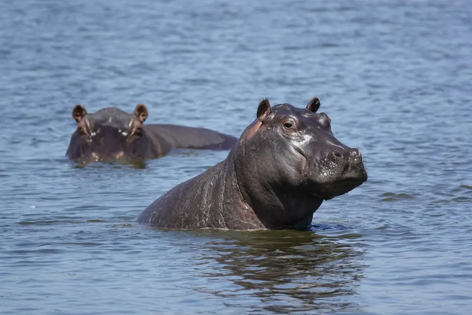 804happyHippo.JPG