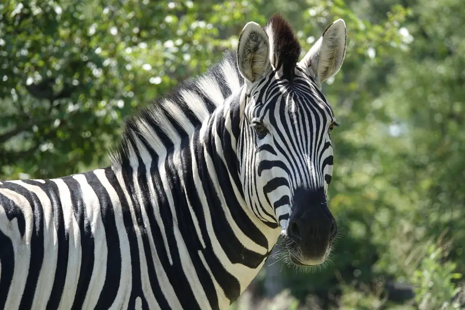 806Zebra.JPG
