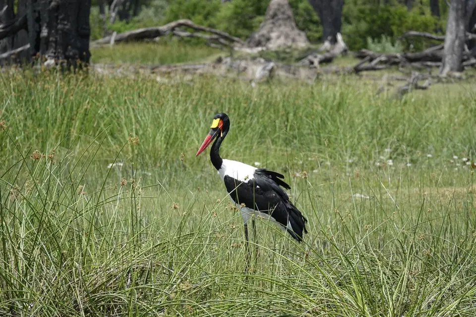 809Sattelstorch.JPG