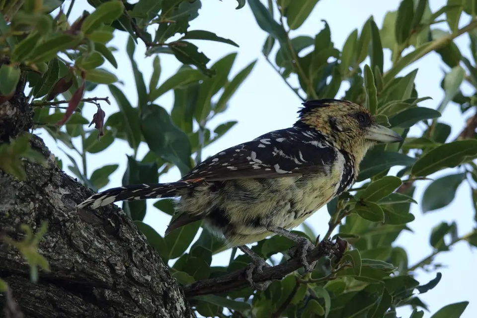 810Haubenbartvogel.JPG
