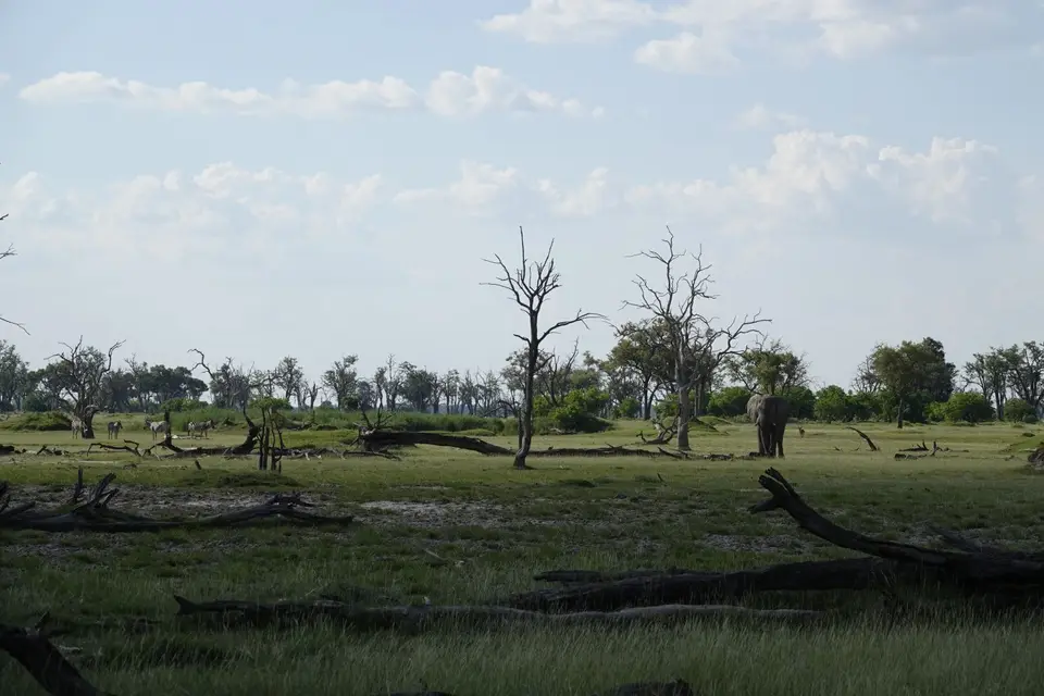 814DeadTreeIsland.JPG