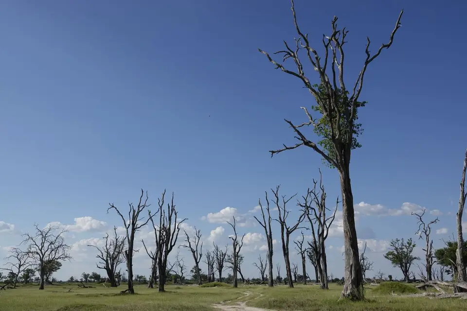 815DeadTreeIsland.JPG