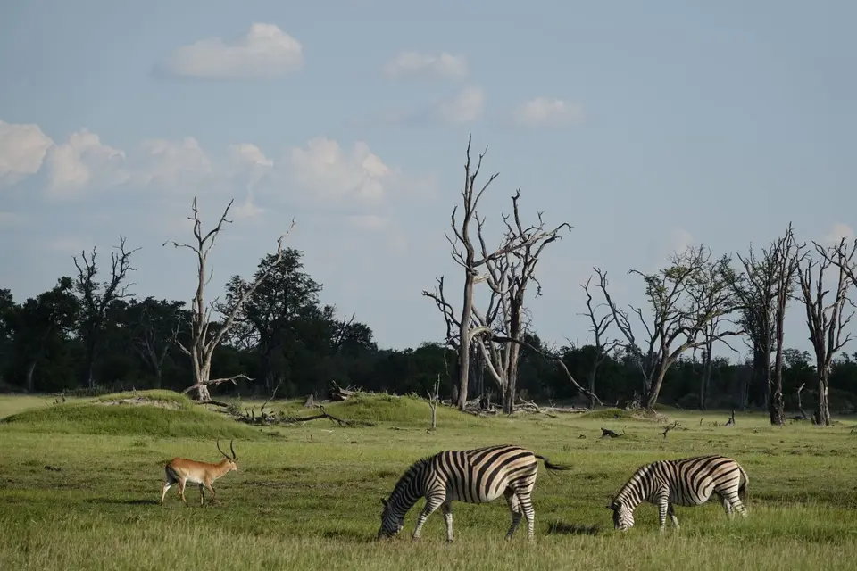 817TiereaufDeadTreeIsland.JPG