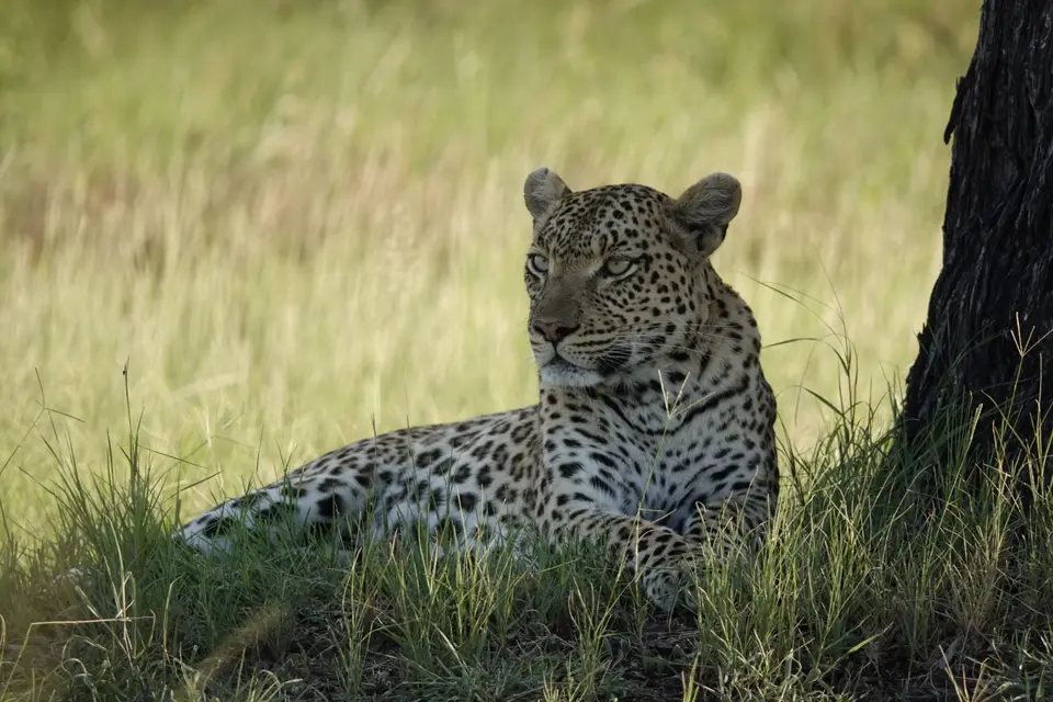 819Leopard.JPG