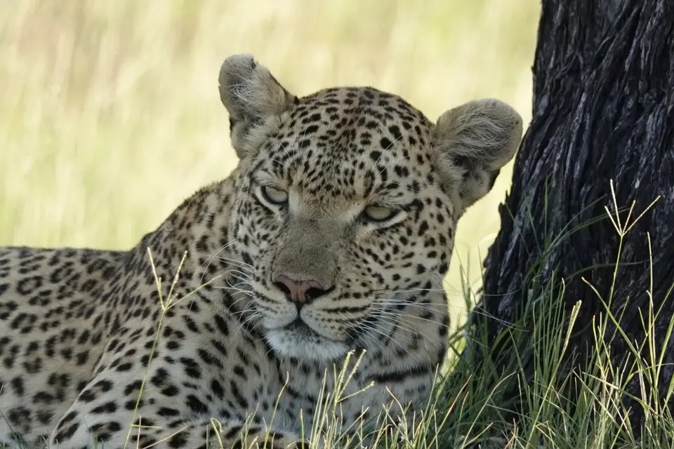 820LeopardPortrait.JPG