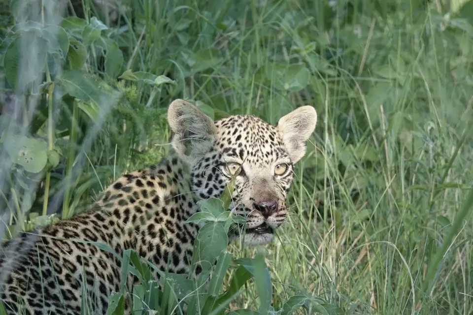 826kleinerLeopard.JPG