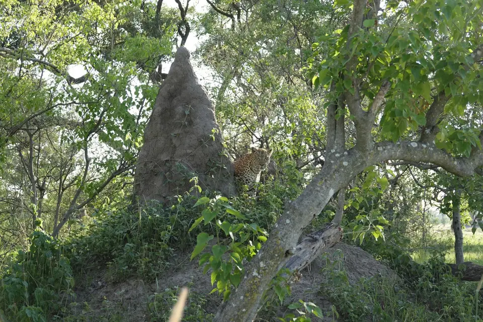 827LeopardaufTermitenhügel.JPG
