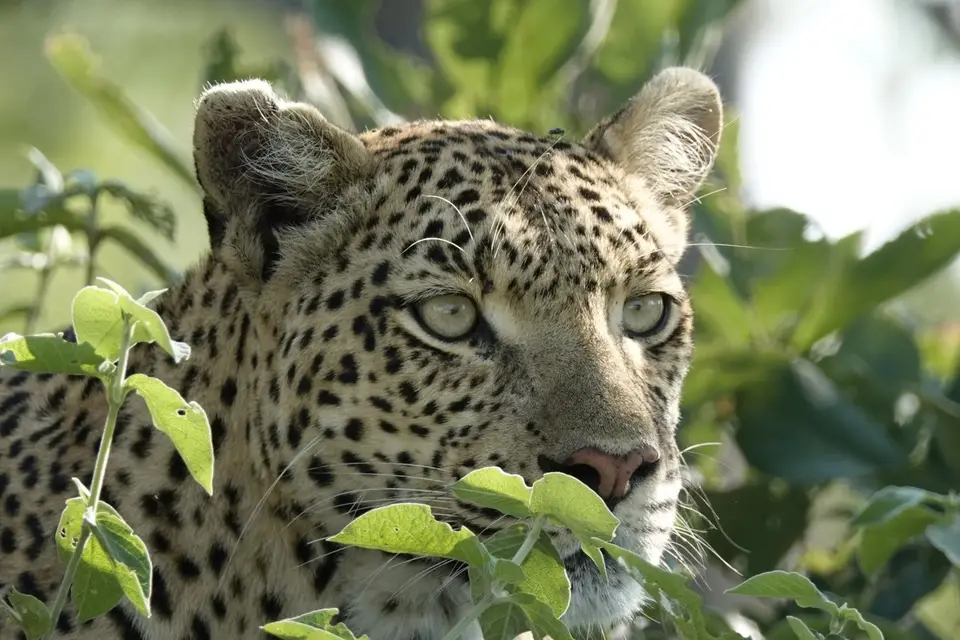 829LeopardPortrait.JPG