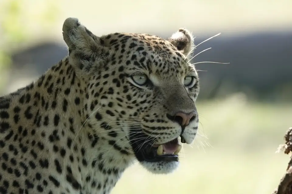 832LeopardPortrait.JPG