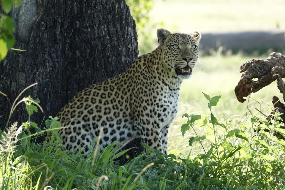 833LeopardanBaum.JPG