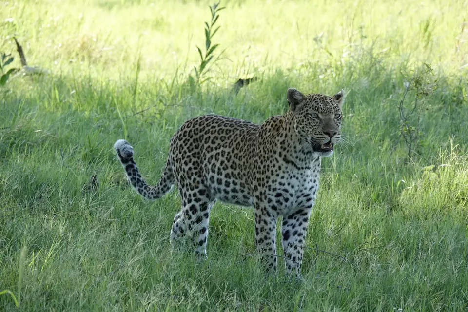 834Leopard.JPG
