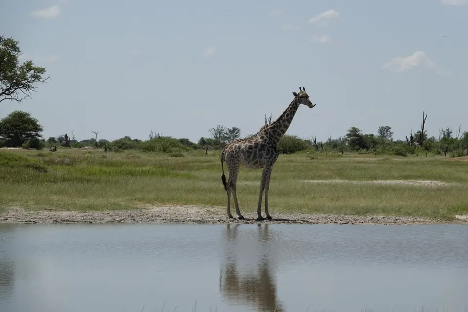 838Giraffe.JPG