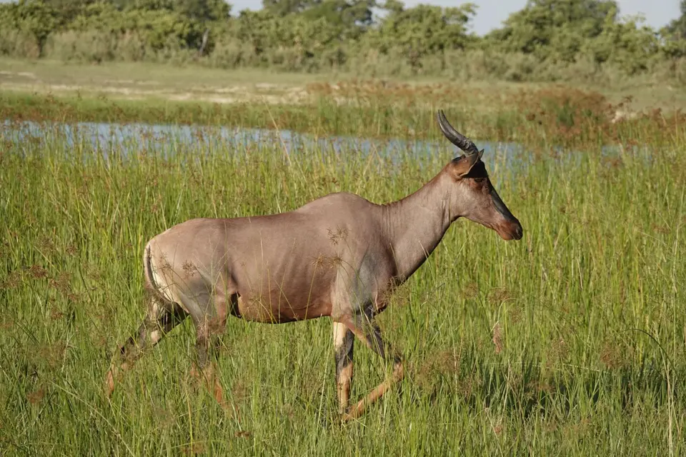842Kuhantilope.JPG