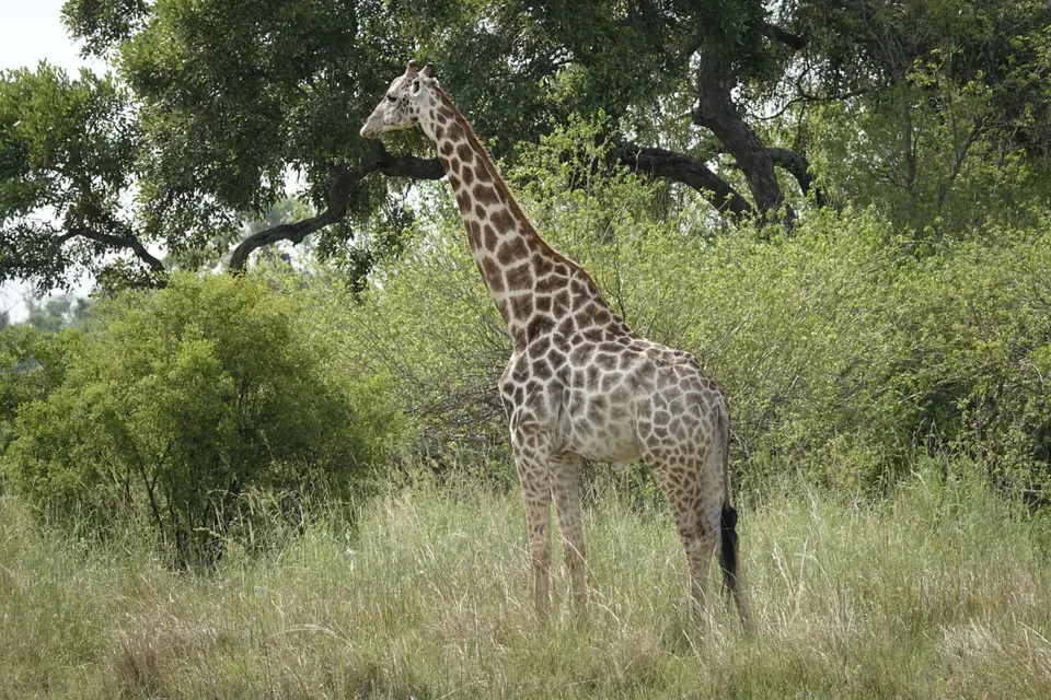 854Giraffe.JPG