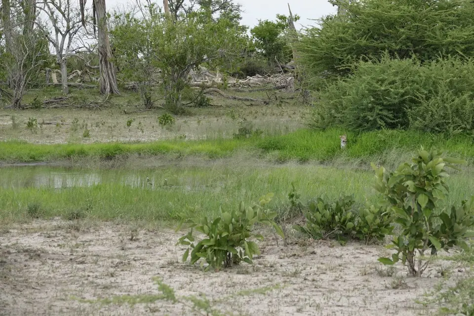 855LeopardamWasserloch.JPG