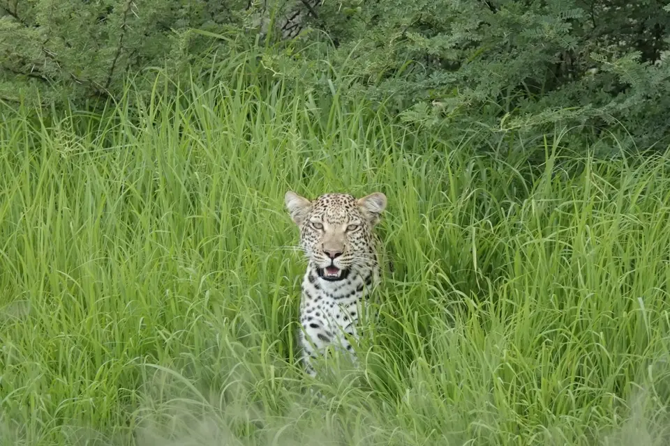 856LeopardimGras.JPG