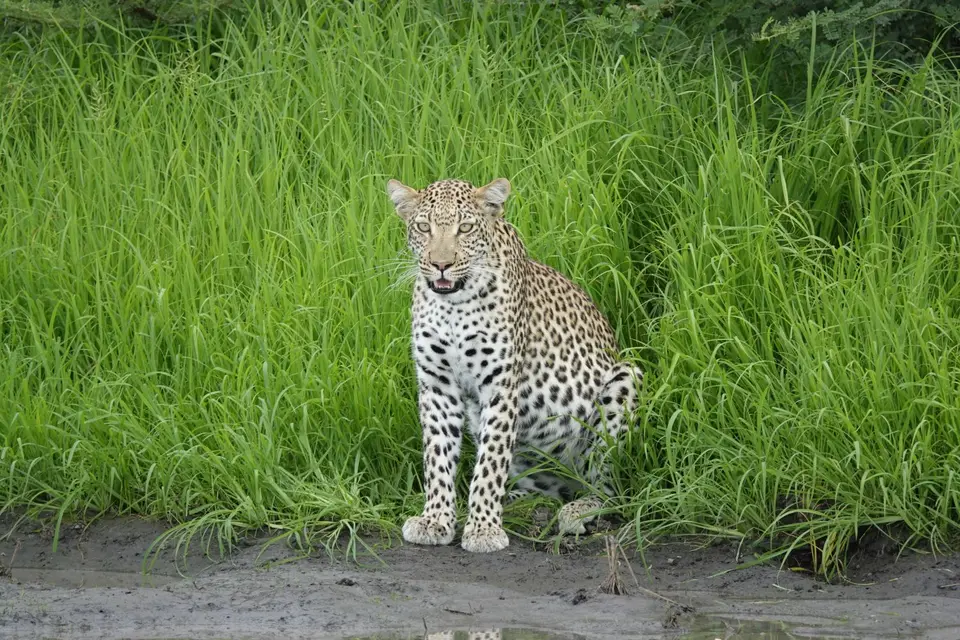 857sitzenderLeopard.JPG