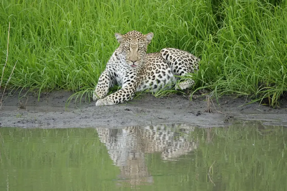 858liegenderLeopard.JPG