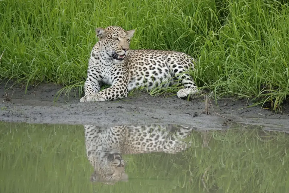 859liegenderLeopard.JPG