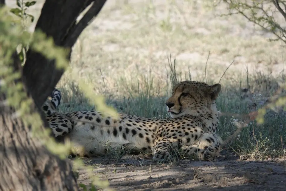 861liegenderGepard.JPG