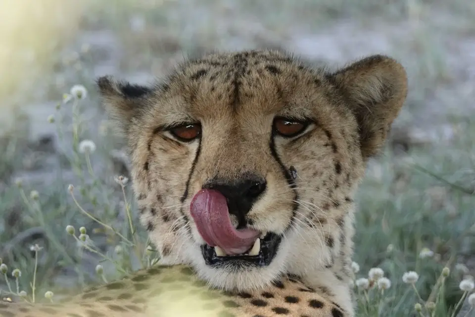 863GepardPortrait.JPG
