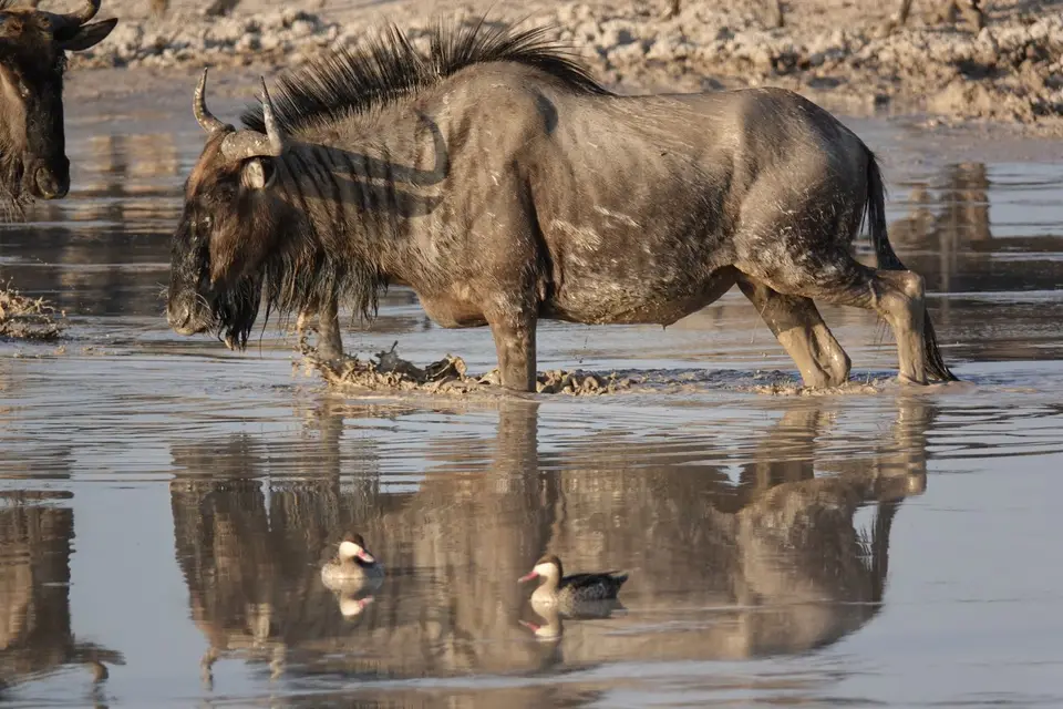 865GnuimWasserloch.JPG