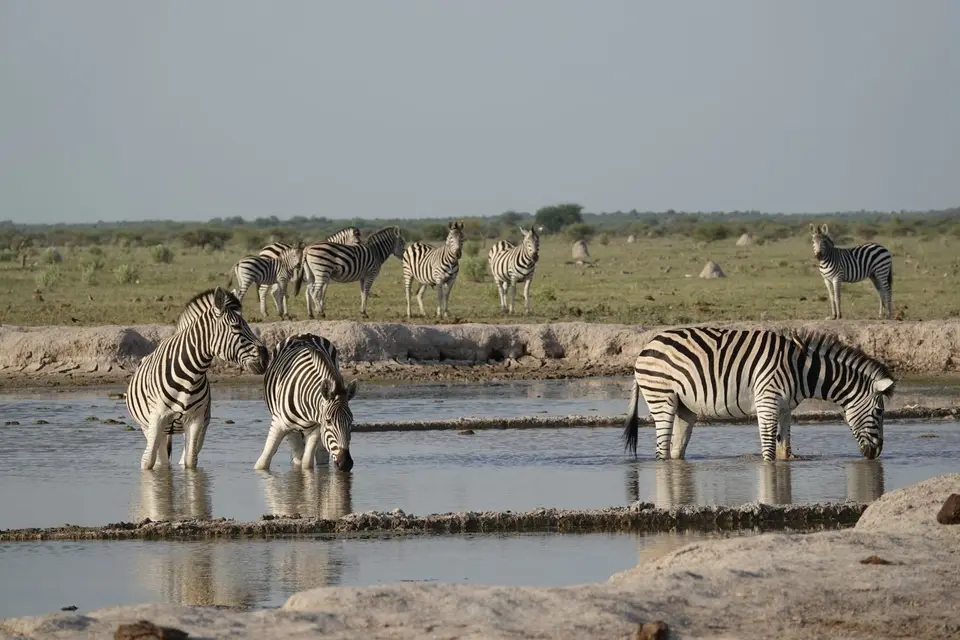 868ZebrasamWasserloch.JPG