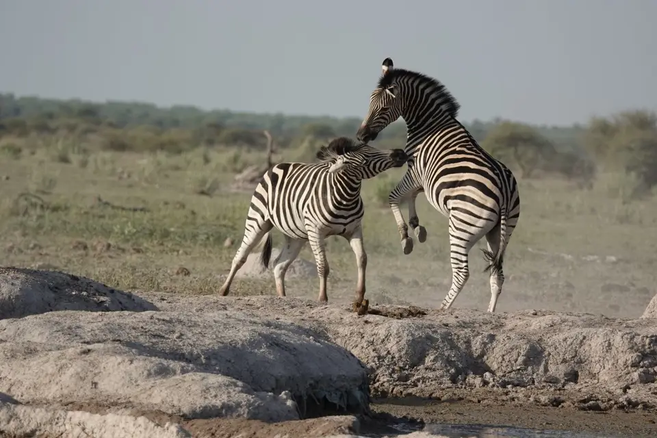 871kämpfendeZebras.JPG