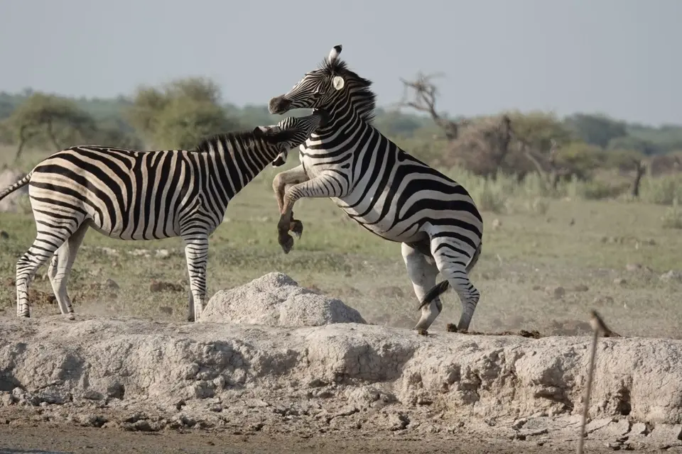 872kämpfendeZebras.JPG