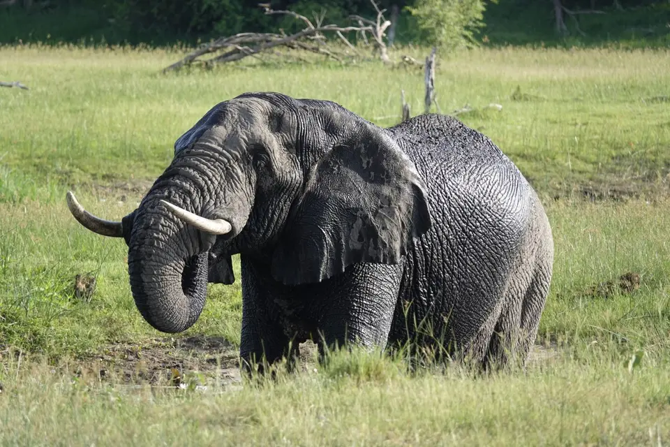 879Elefant.JPG