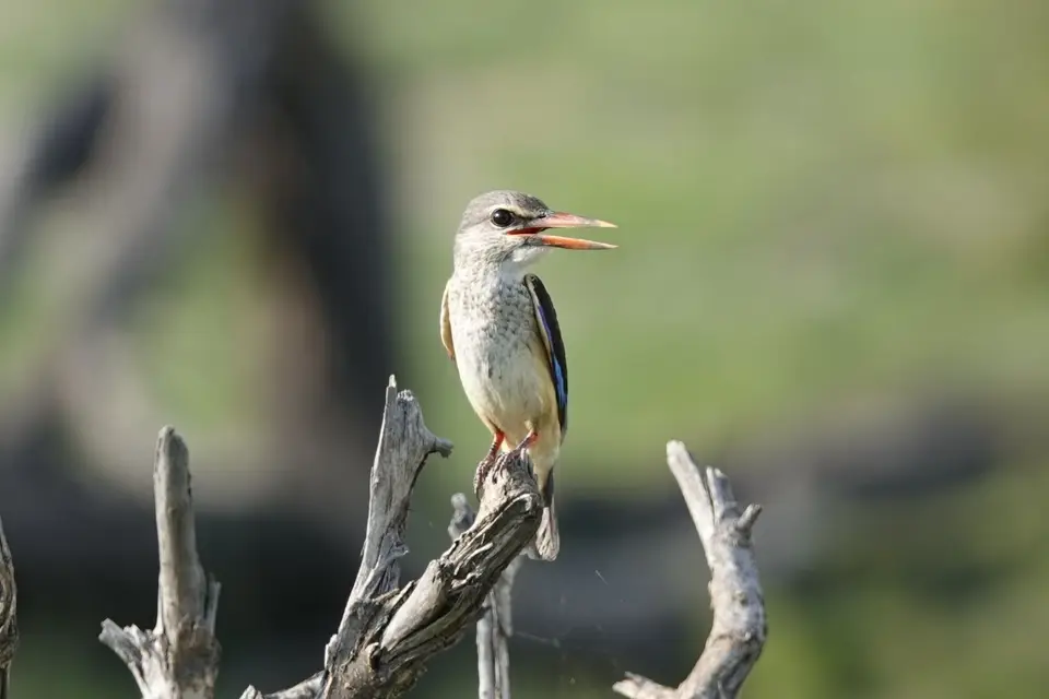 882Eisvogel.JPG