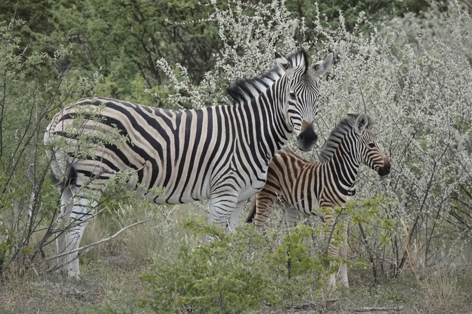 892Zebras.JPG