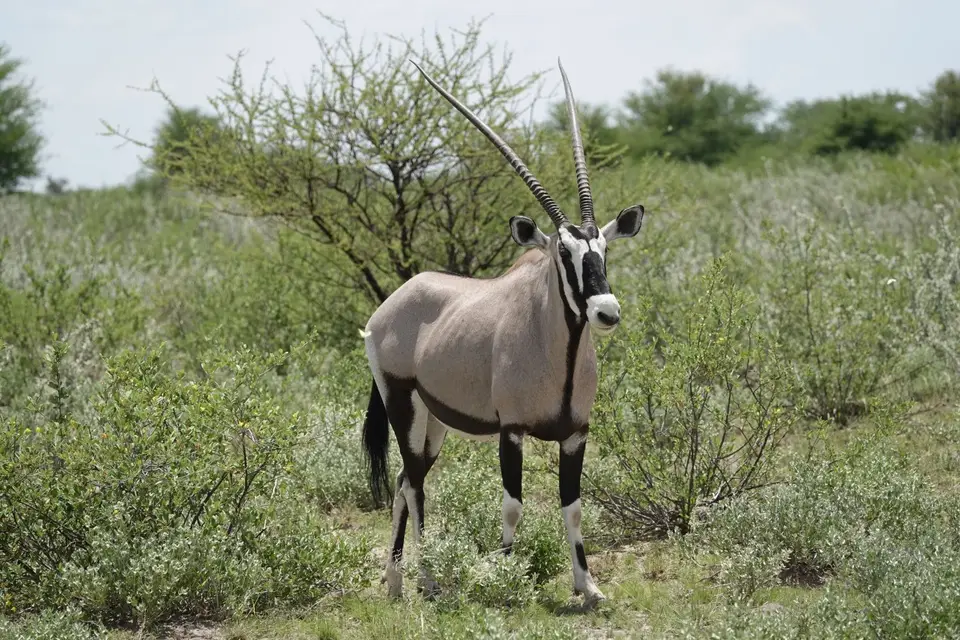 898Oryx.JPG