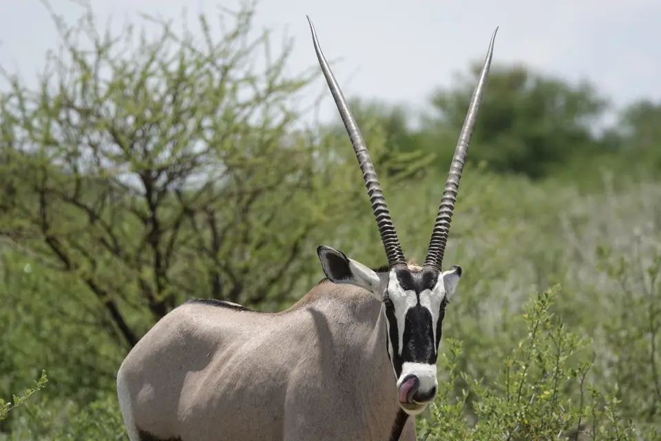 899Oryx.JPG