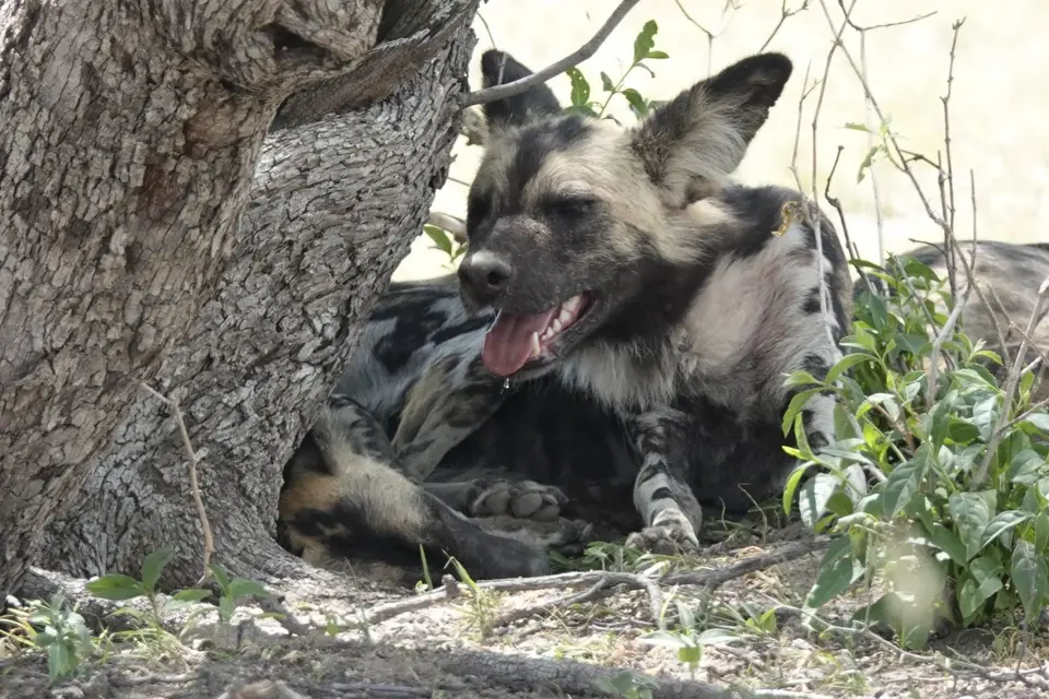 903Wildhund.JPG