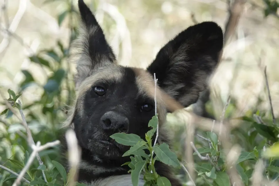 904Wildhund.JPG