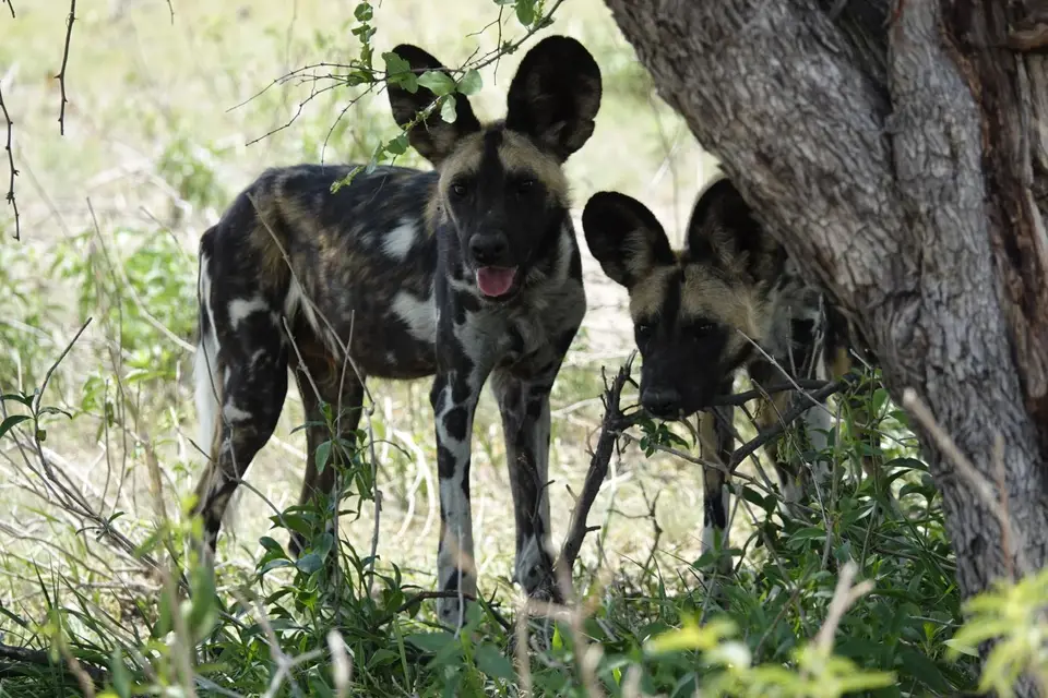 905Wildhunde.JPG