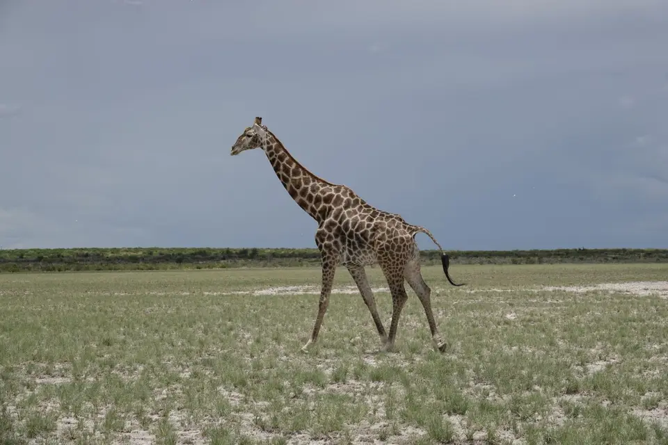 921Giraffe.JPG