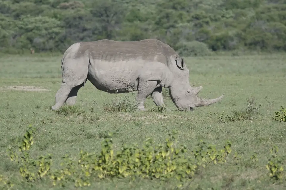948Nashorn.JPG