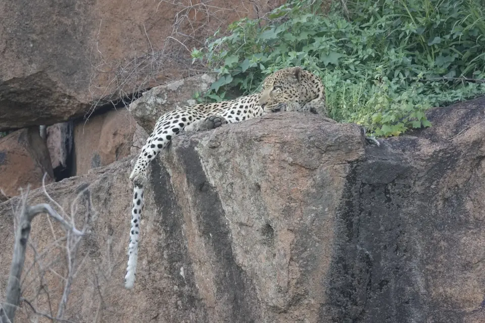954Leopard.JPG