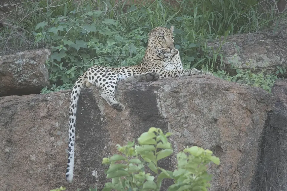 955Leopard.JPG