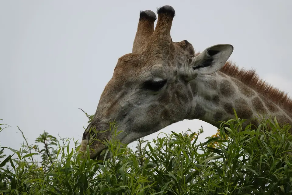 969Giraffenportrait.JPG