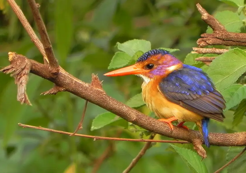 LakeManyaraEisvogel.jpg