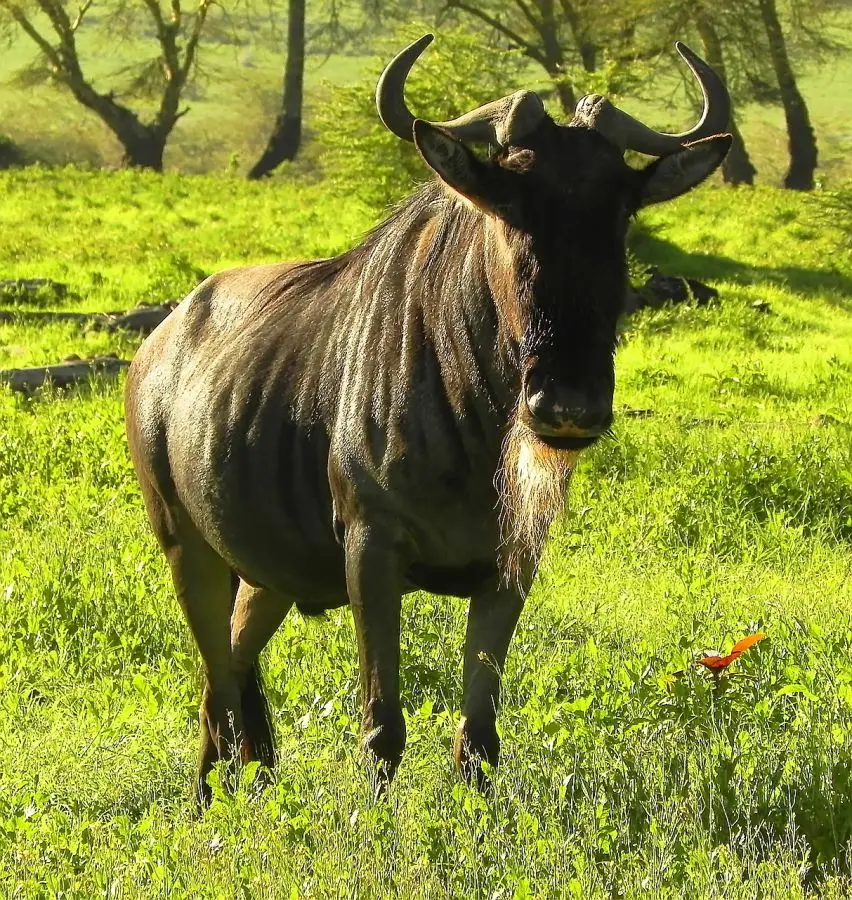 NgorongoroGnu.jpg