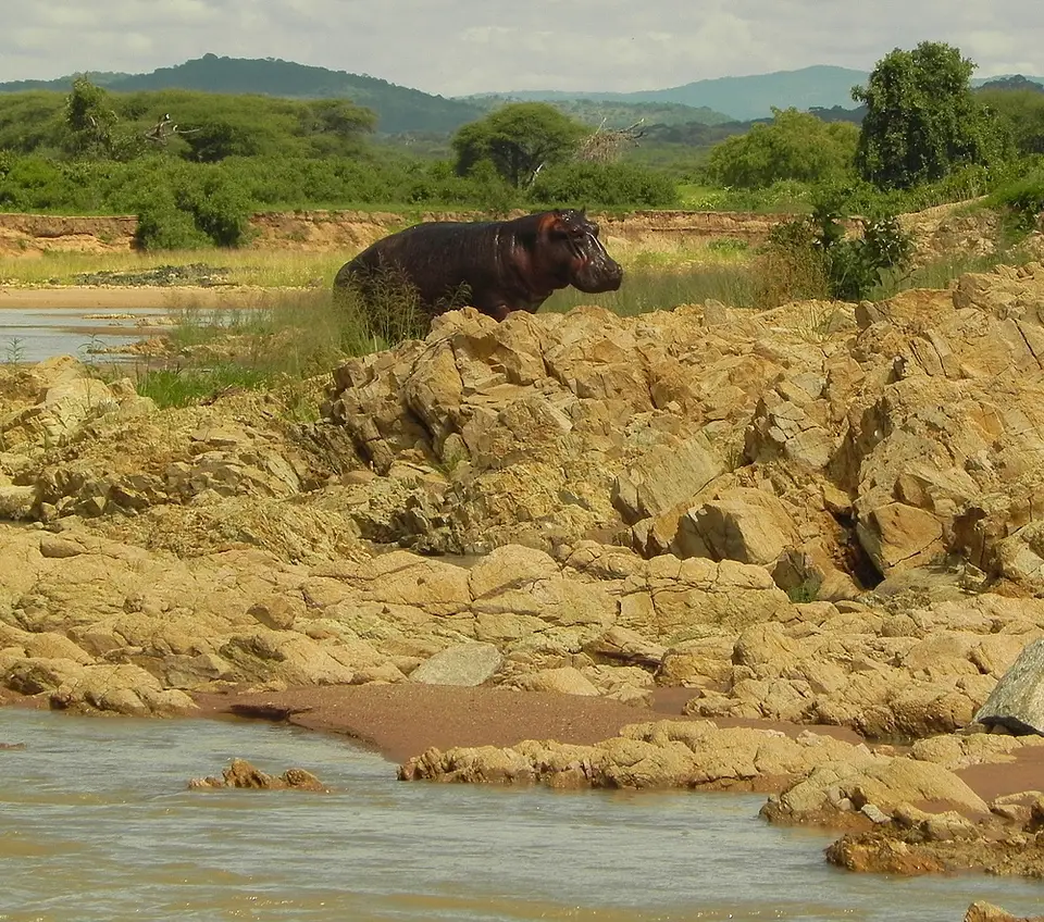 RuahaHippo.jpg