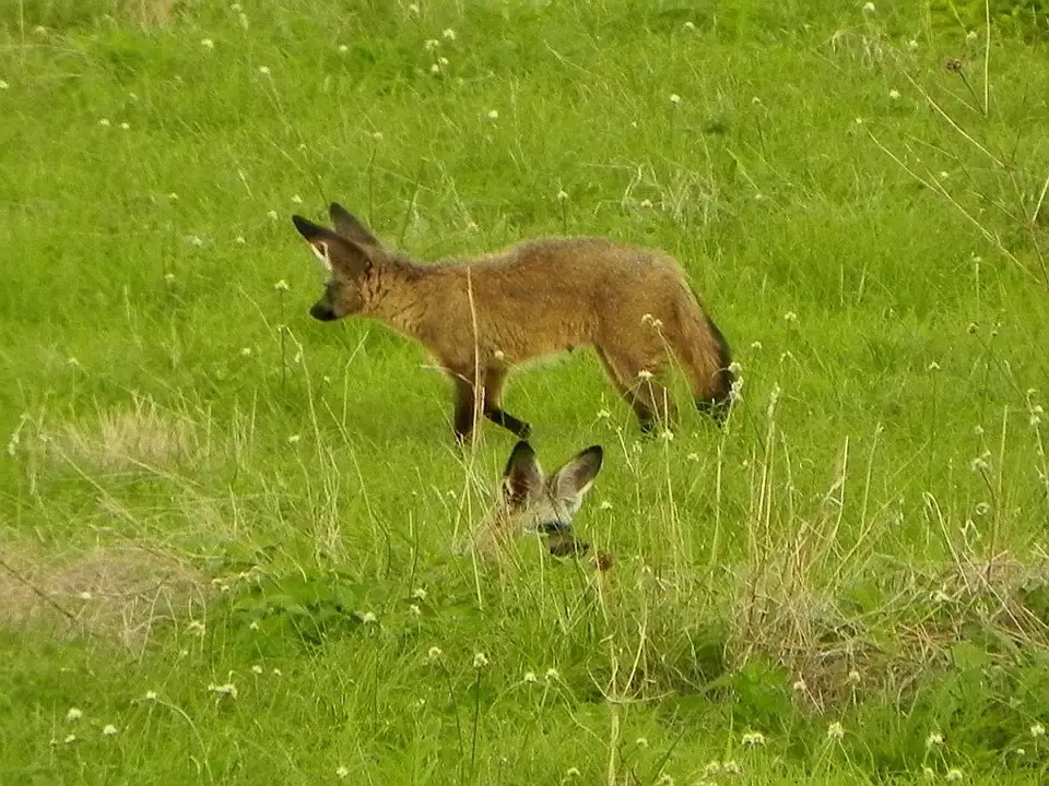RuahaLffelhunde.jpg