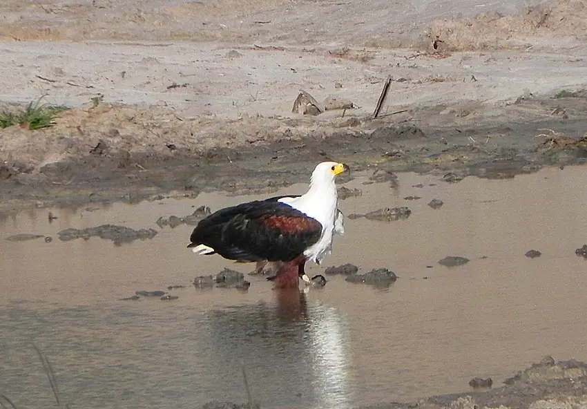 SaadaniSeeadler.jpg