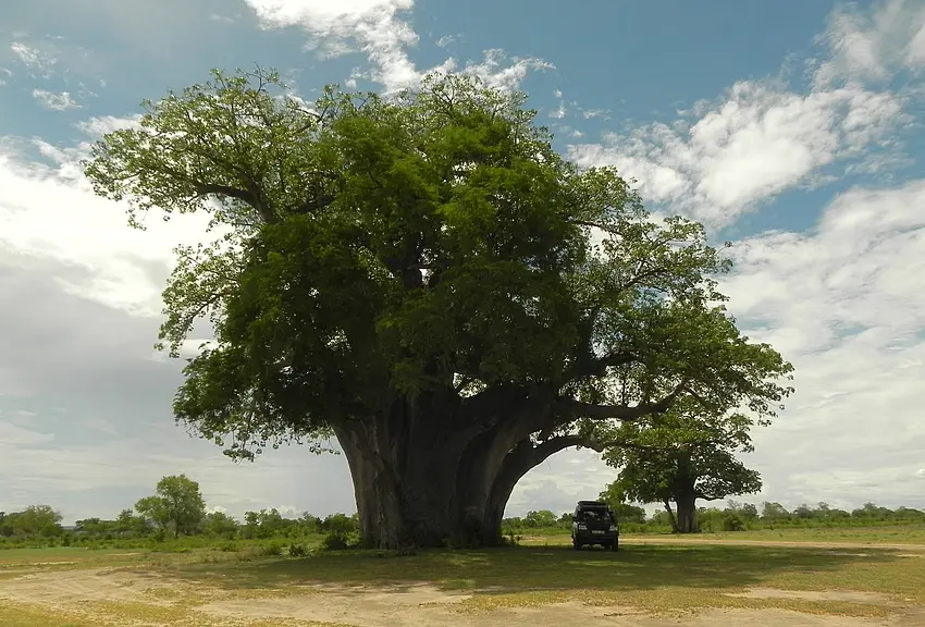 SelousriesigerBaobab.jpg