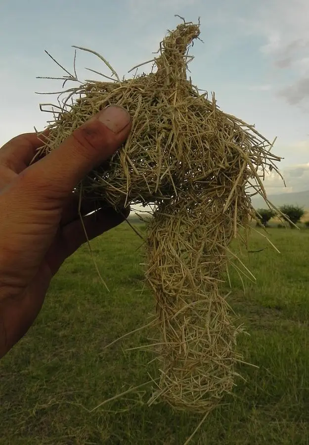 Webervogelnest.jpg