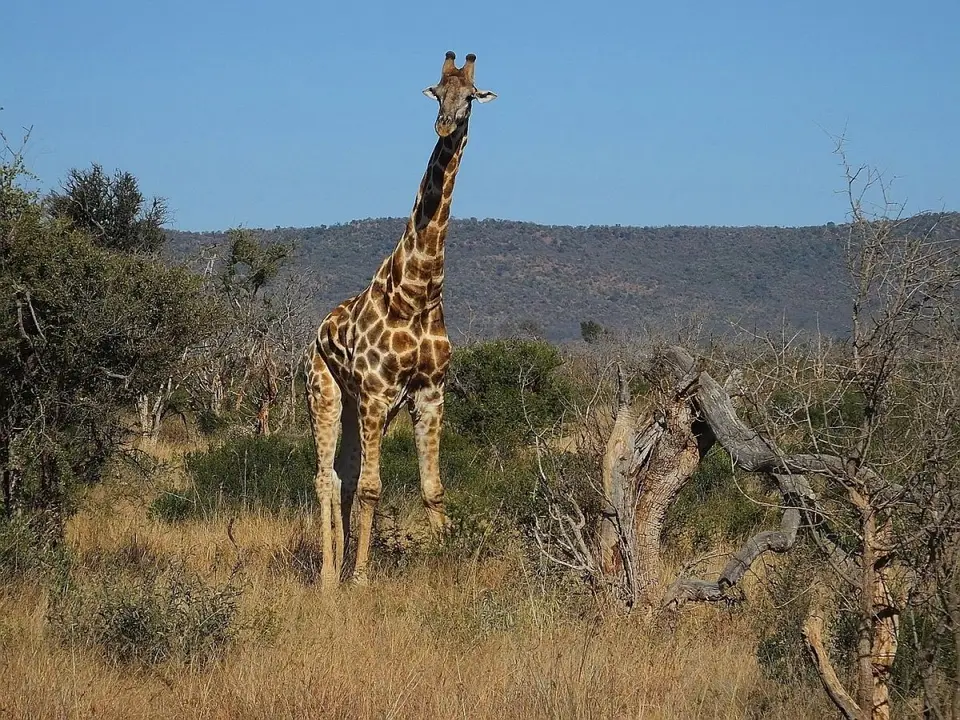 hb58e0c3.JPG